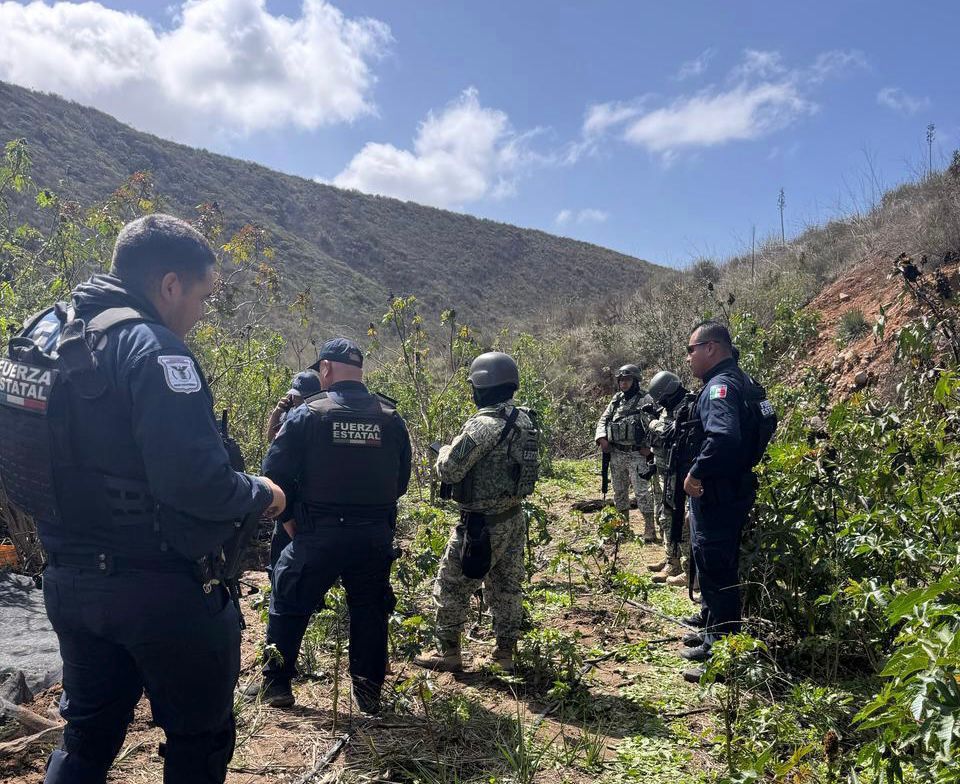 FUERZA ESTATAL Y DEFENSA LOCALIZAN Y DESTRUYEN PLANTÍO DE MARIHUANA EN TIJUANA