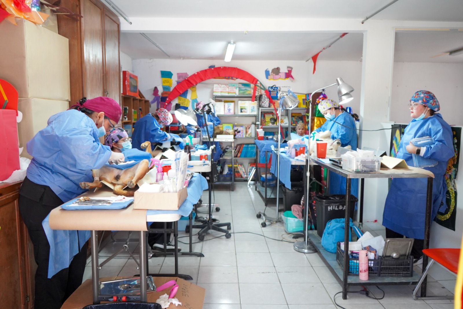 BRINDA SECRETARÍA DE SALUD ESTERILIZACIÓN CANINA Y FELINA SIN COSTO