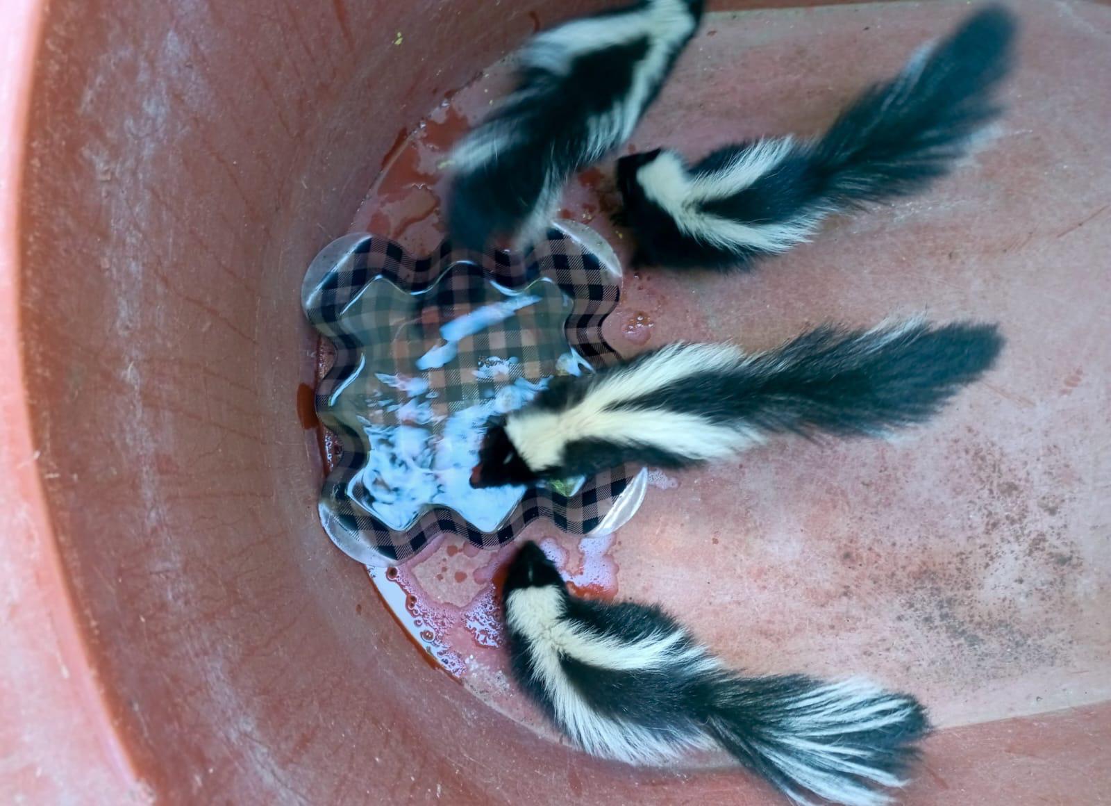 Rescata SIMPATT a cuatro zorrillos en la Preparatoria Lázaro Cárdenas