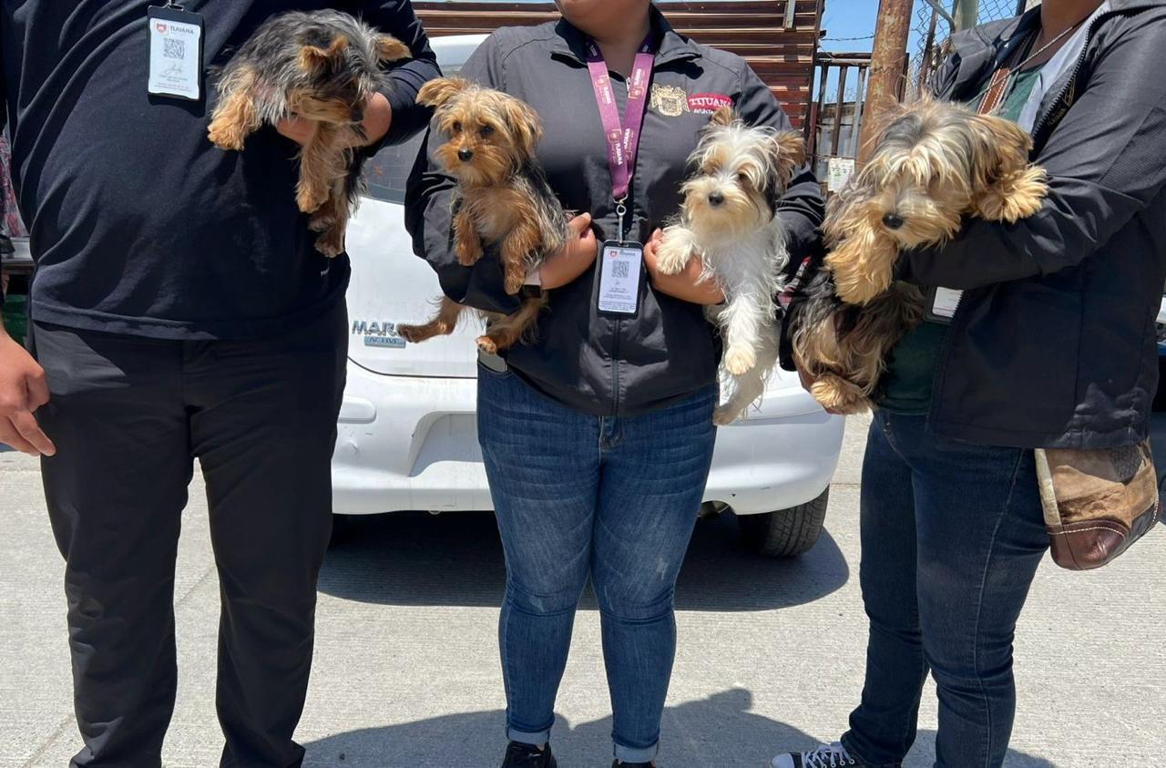 Rescata Gobierno Municipal caninos que eran comercializados en mercado sobre ruedas