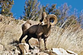 Conservación del Borrego Cimarrón en BC: entre la protección y la cacería controlada