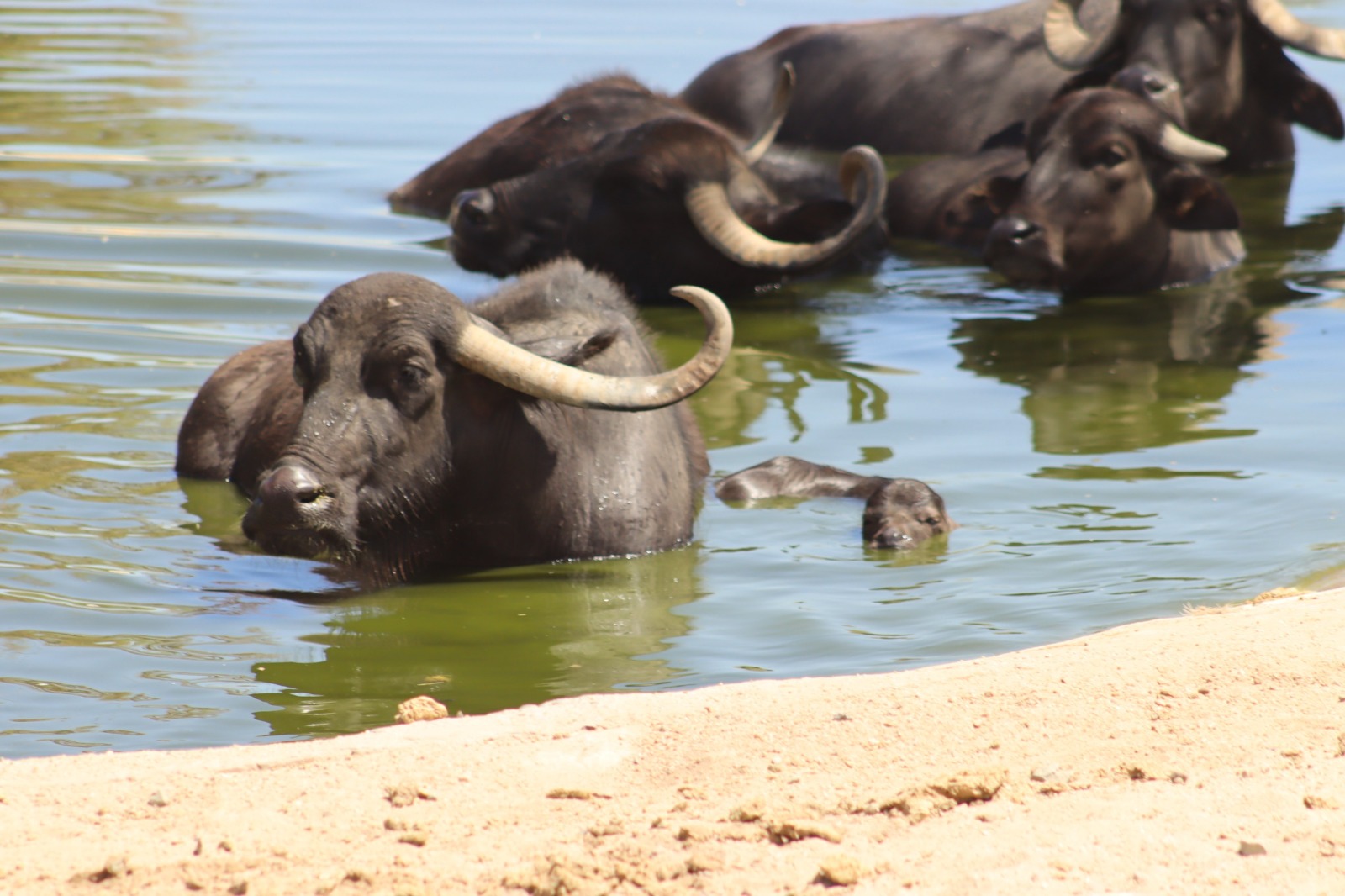 Invita Gobierno de Sonora a disfrutar un verano educativo y natural en el Centro Ecológico de Sonora