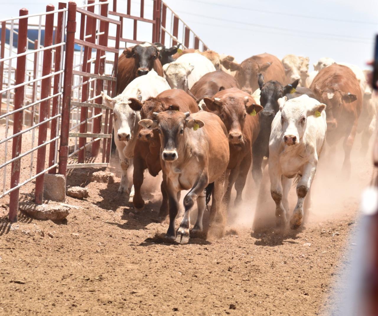 Gobierno de Sonora y Senasica refuerzan acciones contra el gusano barrenador