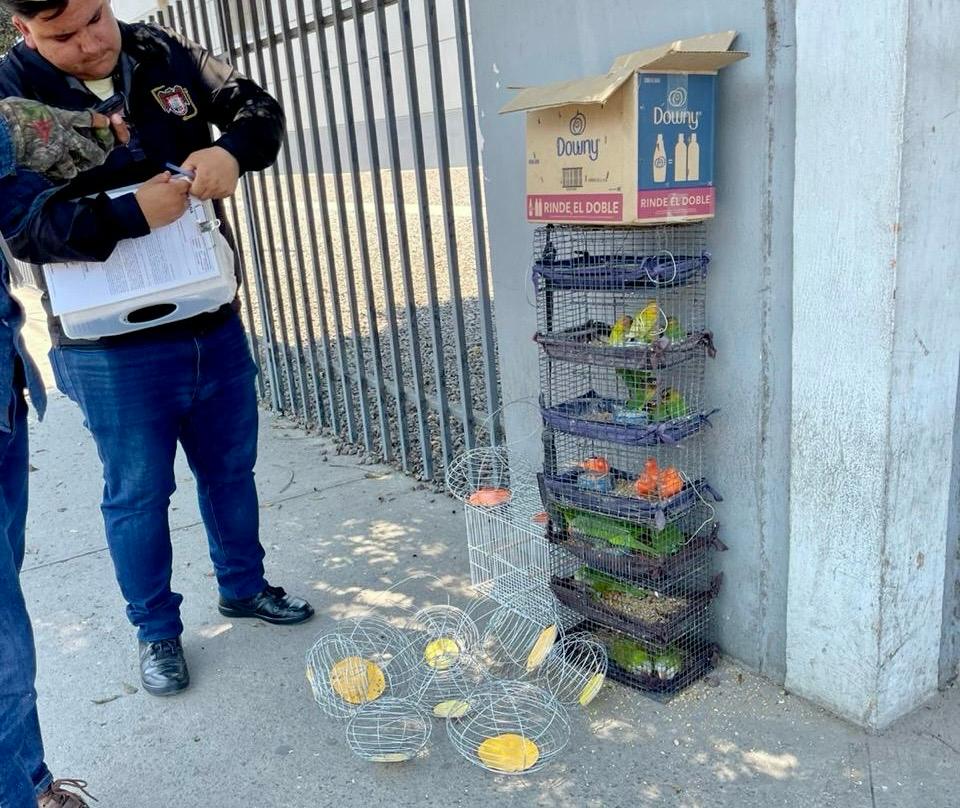 Rescata XXV Ayuntamiento de Tijuana aves comercializadas de manera ilegal