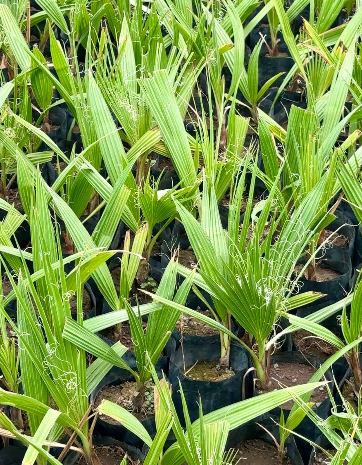 Gobierno de Sonora impulsa reforestación urbana con donación gratuita de plantas