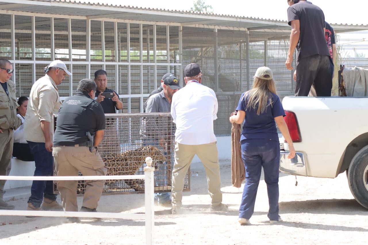 DERIVADO DE TRABAJOS DE INTELIGENCIA DE LA FESC SE RESCATA A DOS JAGUARES EN MEXICALI