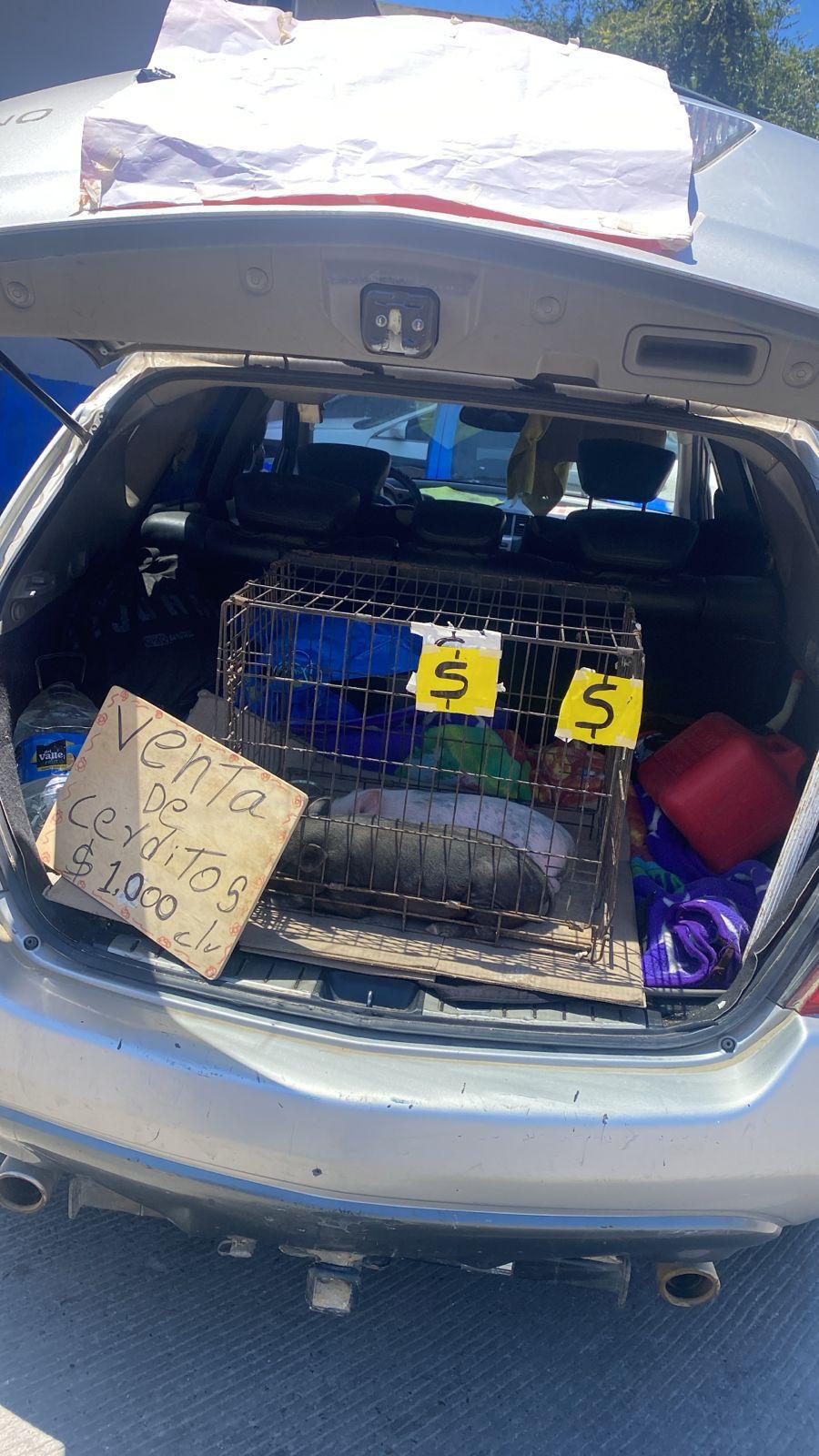 Rescata Gobierno Municipal cerditos que eran comercializados ilegalmente en la vía pública