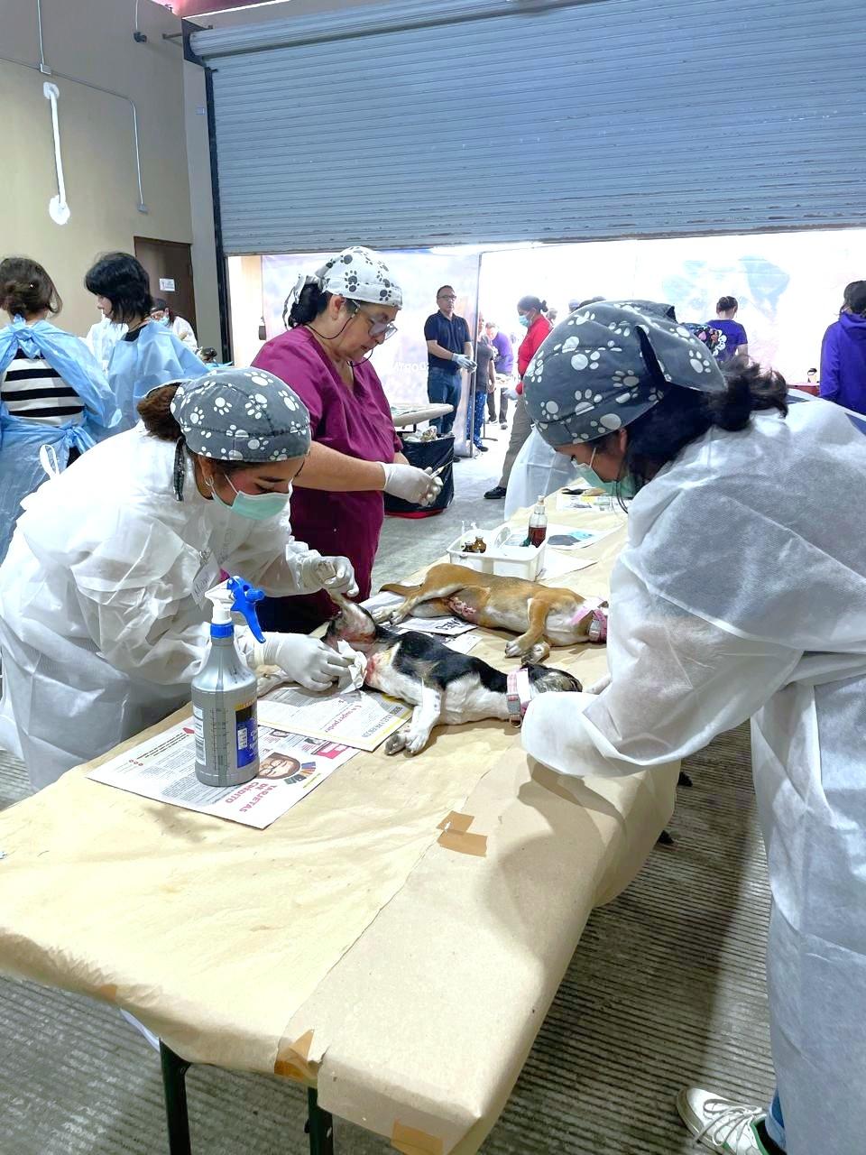 ESTERILIZAN ASIPONA Y 4 PATAS, A 215 PERROS Y GATOS                                                                                                                   