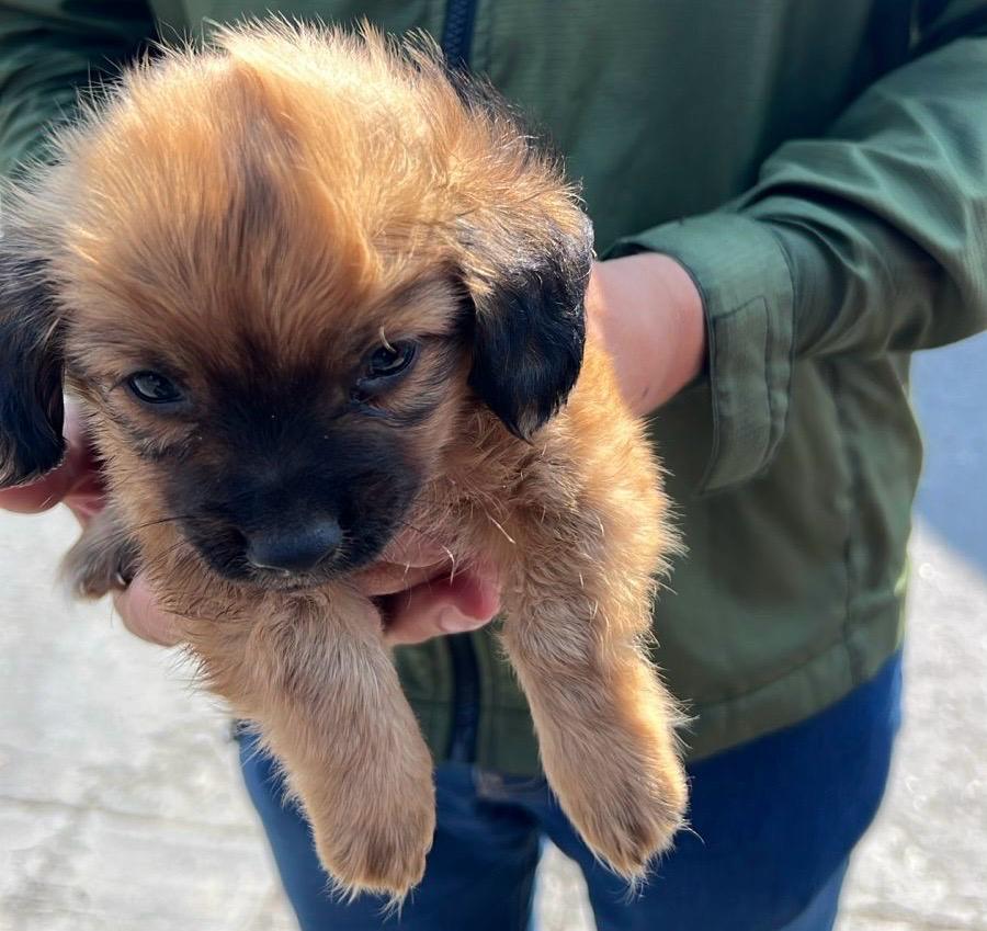 Rescata Gobierno Municipal de Tijuana a canino que era vendido ilegalmente en vía pública