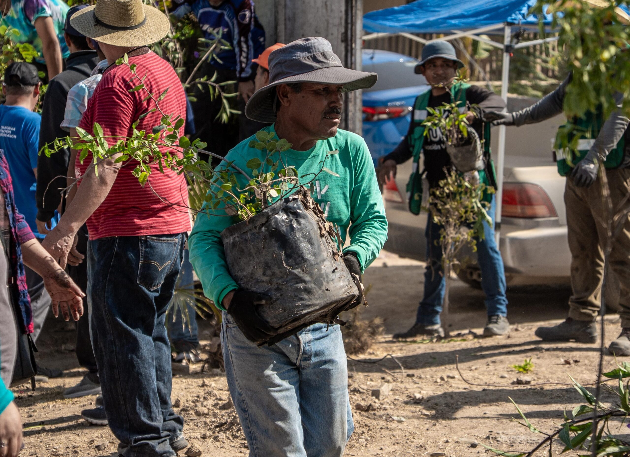 Realiza Gobierno de Tijuana macro jornada de forestación ‘Respiremos Verde’