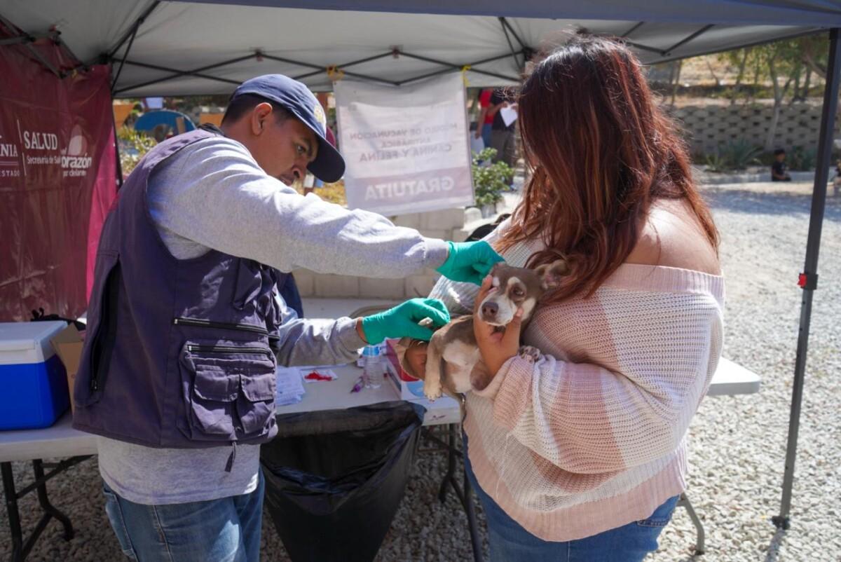 REFUERZAN ACCIONES CONTRA RICKETTSIOSIS EN TIJUANA, TECATE Y PLAYAS DE ROSARITO