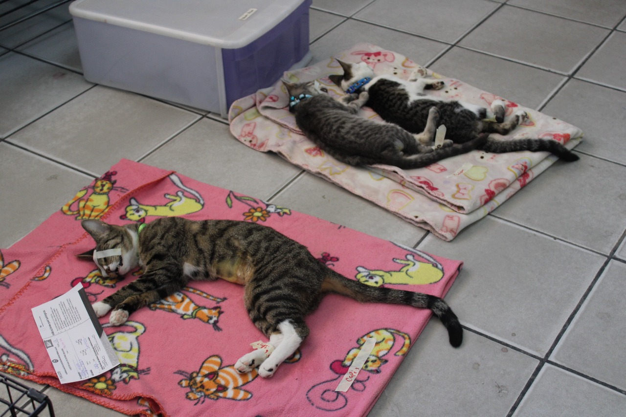 INVITAN A ESTERILIZAR A MASCOTAS EN CAMPAÑA GRATUITA EN COLONIA “EL NIÑO”