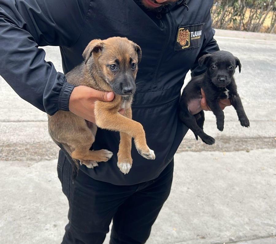 Rescata Gobierno Municipal dos cachorros que eran comercializados ilegalmente en la Garita de San Ysidro