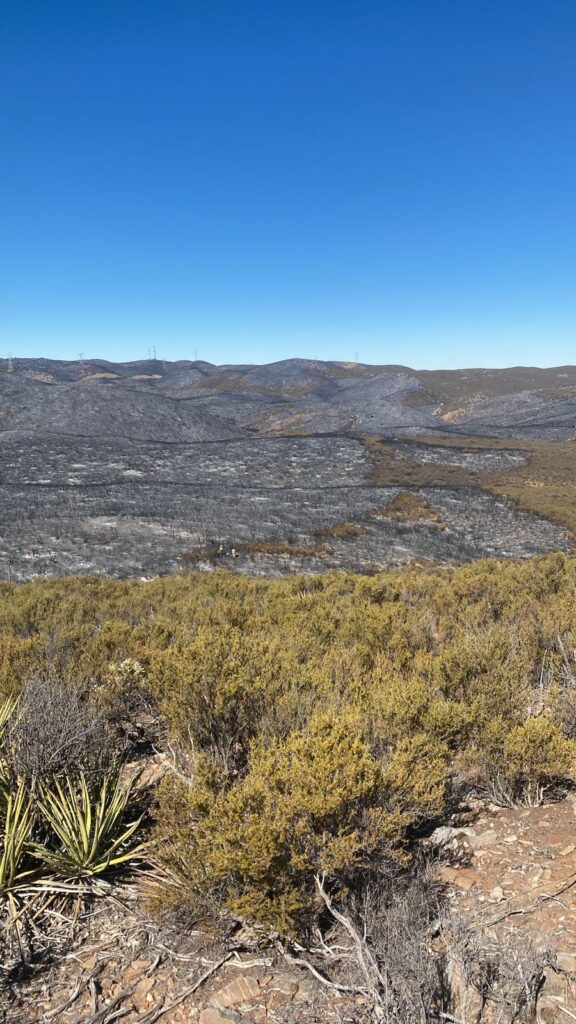 ATIENDEN BOMBEROS Y SEDENA INCENDIO EN ZONA RURAL