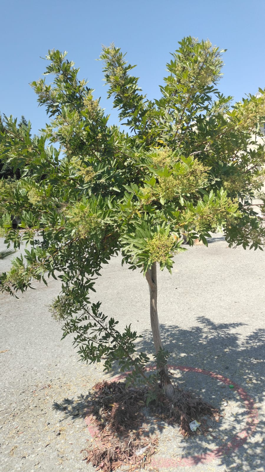 SECRETARÍA DEL MEDIO AMBIENTE REUBICA 70 ÁRBOLES DEL ESTACIONAMIENTO DEL CUES-UABC AL PARQUE ESPERANTO