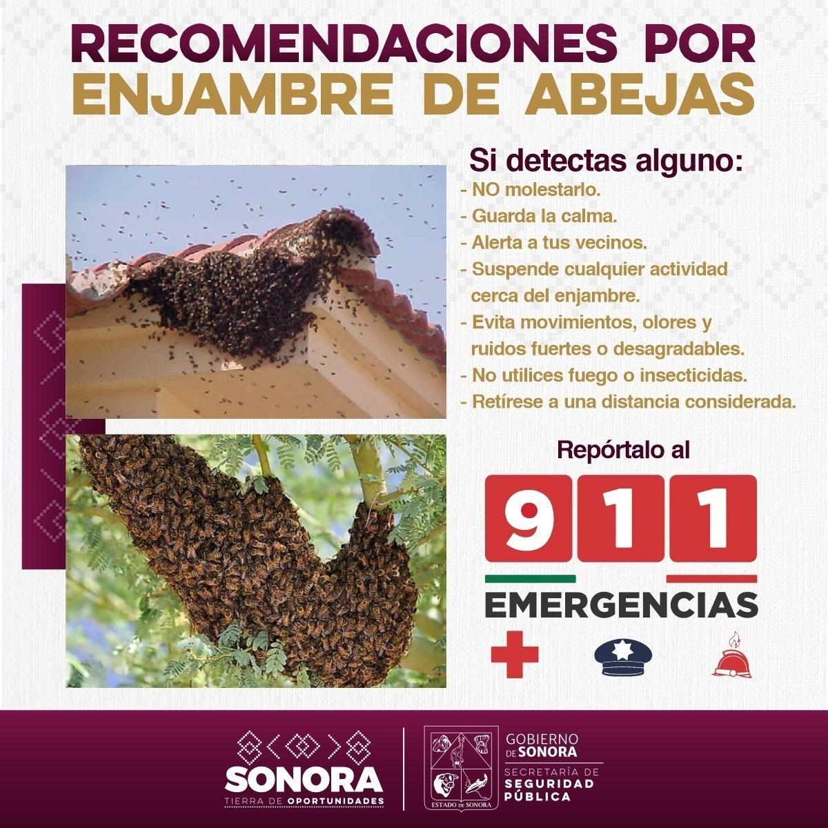 Exhorta Gobierno de Sonora a reportar presencia de enjambres de abejas al 9-1-1