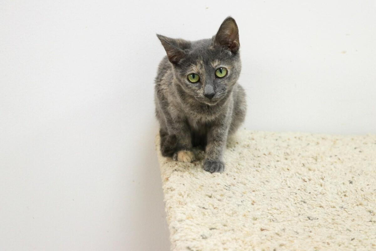 JUVENTUDES ACUDEN A SANTUARIO ANIMAL MILY PARA VIVIR JORNADA DE VOLUNTARIADO