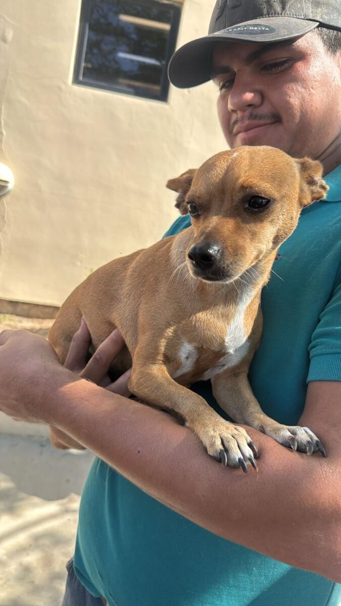 Beneficia Gobierno de Sonora la salud animal con jornada de esterilización en San Pedro