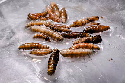 Atiende AGRICULTURA de manera inmediata un caso de gusano barrenador del ganado en Nuevo León