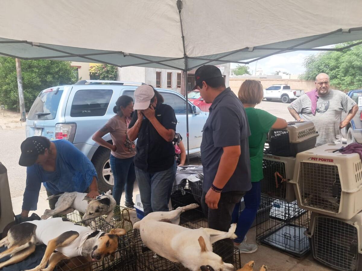 Beneficia Gobierno de Sonora la salud animal con jornada de esterilización en Hermosillo