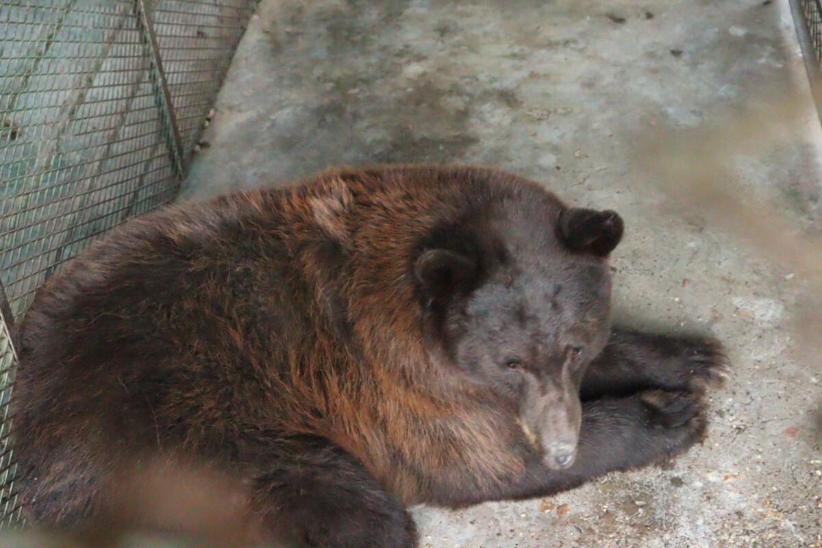 Gobierno de Sonora reintegra osa negra al hábitat natural en la sierra del estado