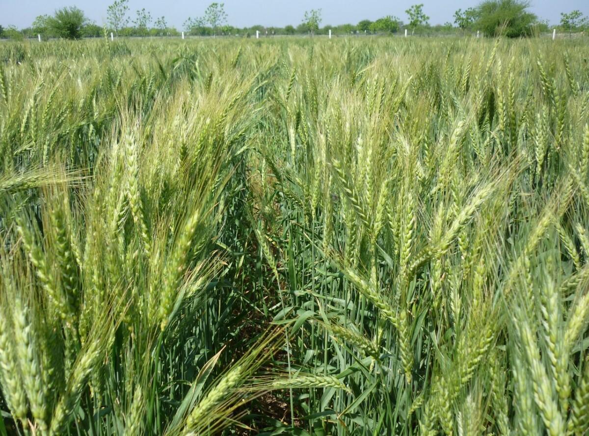 SADER Sonora amplía la Primera Convocatoria 2025 para apoyos de cártamo, cebada y rastreo fitosanitario hasta el 10 de octubre