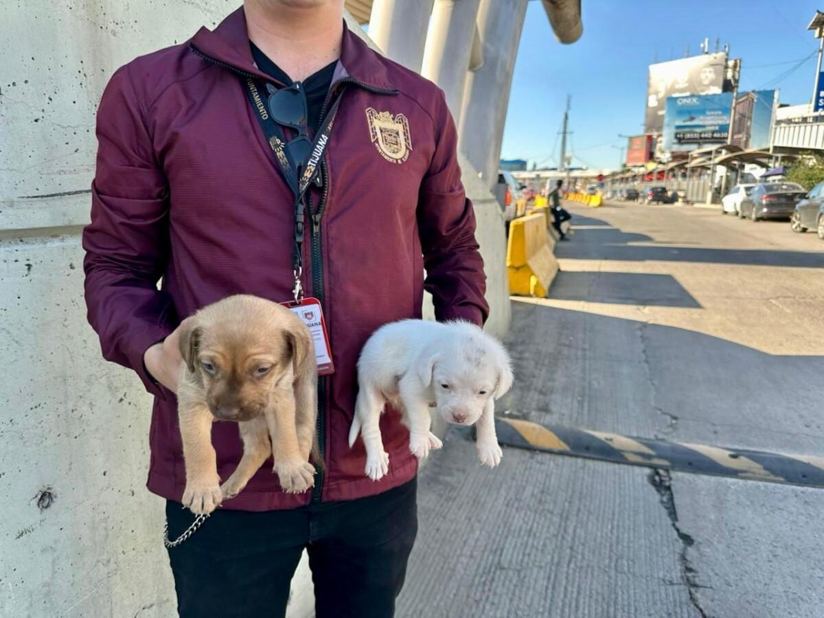 Refuerza Gobierno Municipal de Tijuana operativos para la protección y el bienestar de los seres sintientes