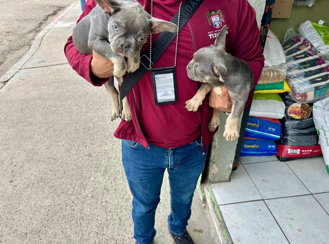 Rescata Gobierno Municipal a dos caninos que intentaban ser comercializados