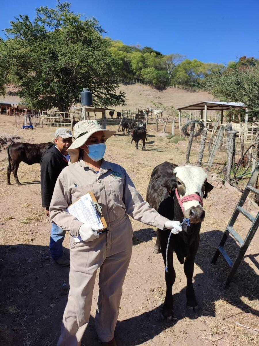 Tras 790 mil inspecciones realizadas, SADER Sonora mantiene al estado libre de Gusano Barrenador