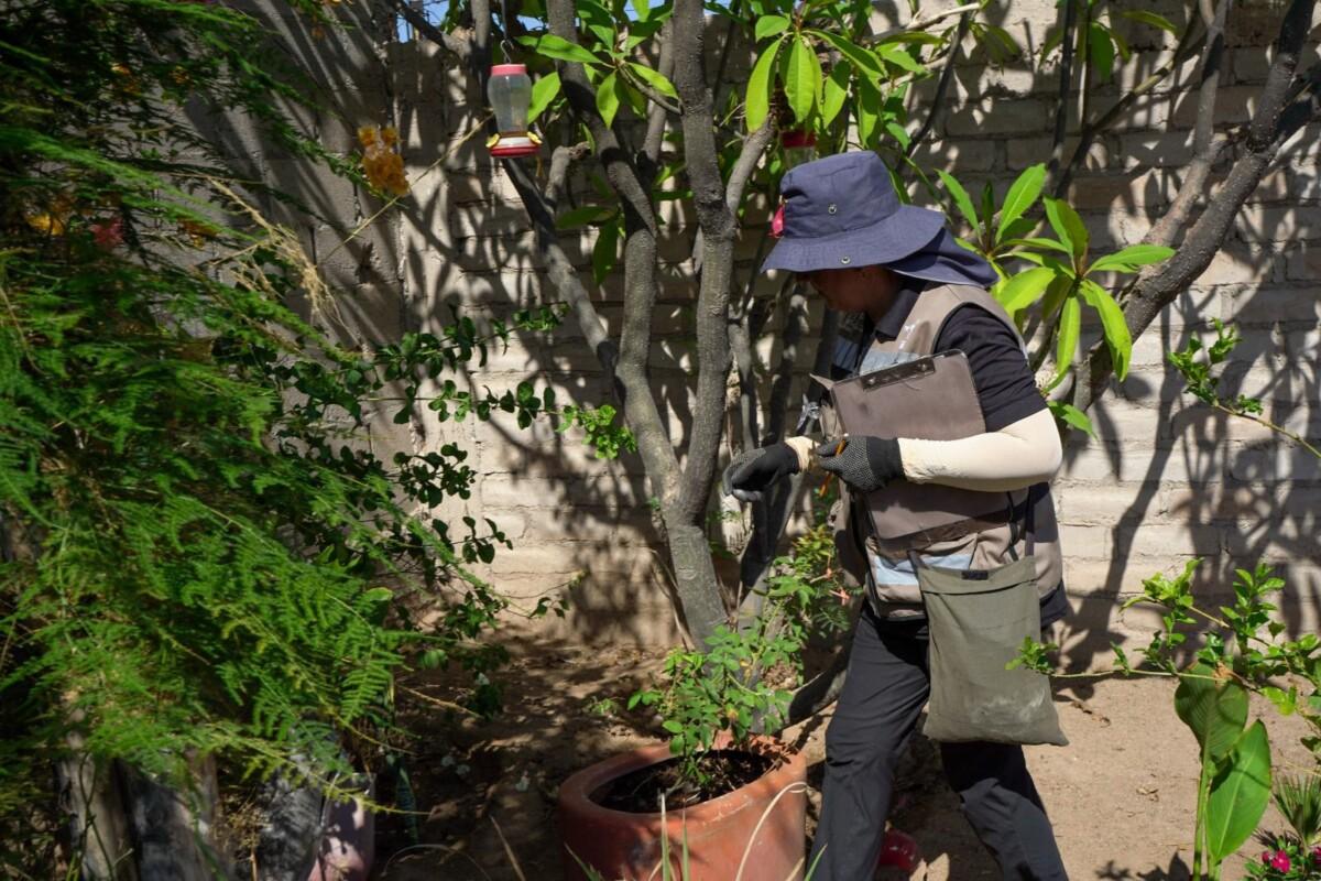 Llama Salud Sonora a retirar maleza de hogares para eliminar escondite de mosco transmisor del dengue