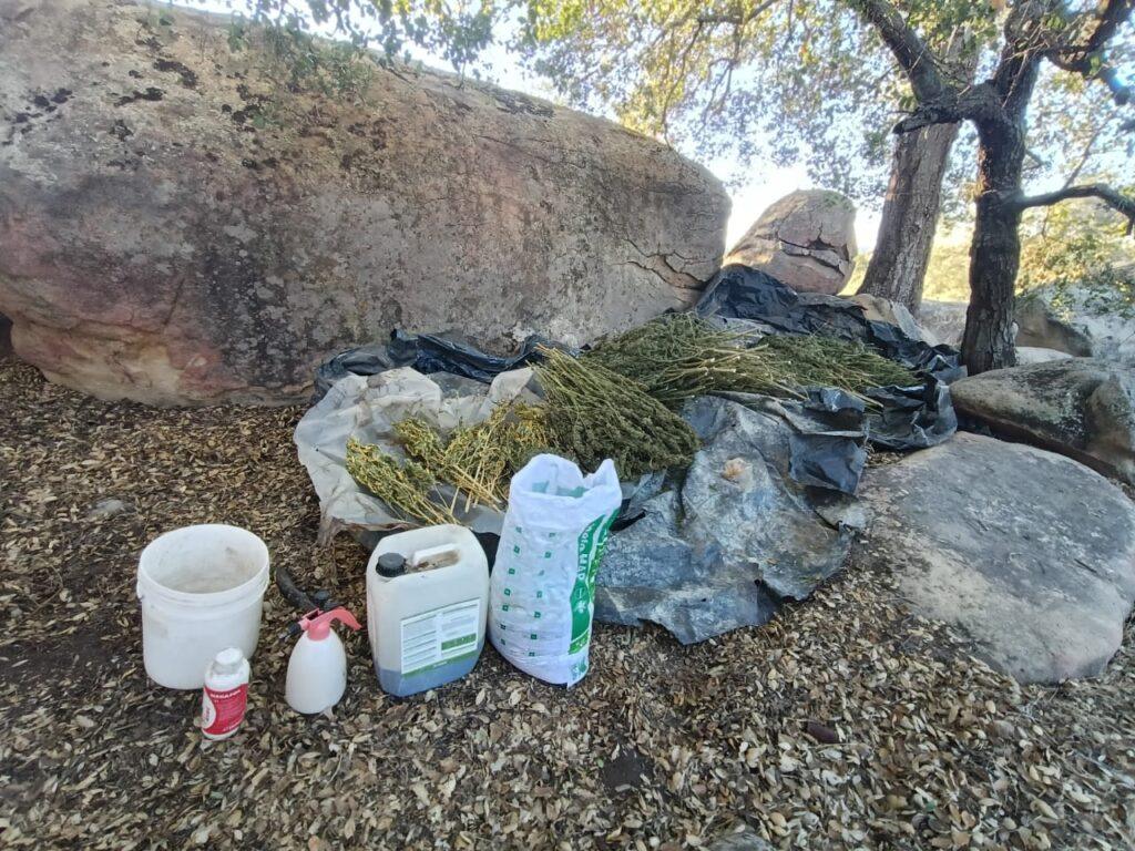 FUERTE GOLPE AL CRIMEN ORGANIZADO AL CATEAR RANCHO LOS HECHOS EN VALLE DE LAS PALMAS DECOMISANDO ARMAS