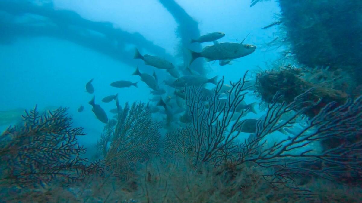 EN BREVE SONORA CONTARÁ CON UN SISTEMA ARRECIFAL ARTIFICIAL TURÍSTICO