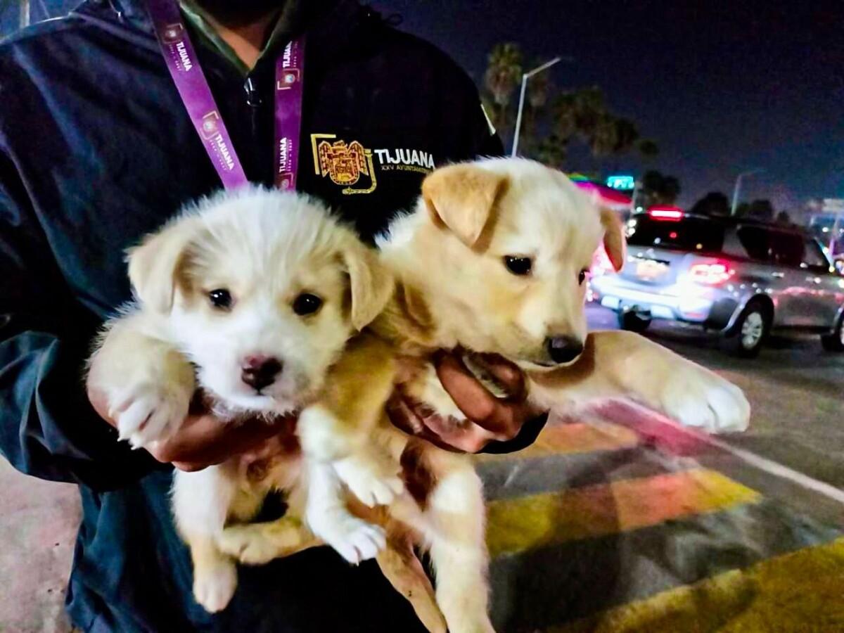 Rescata Gobierno Municipal de Tijuana a cuatro cachorros víctimas de venta ilegal