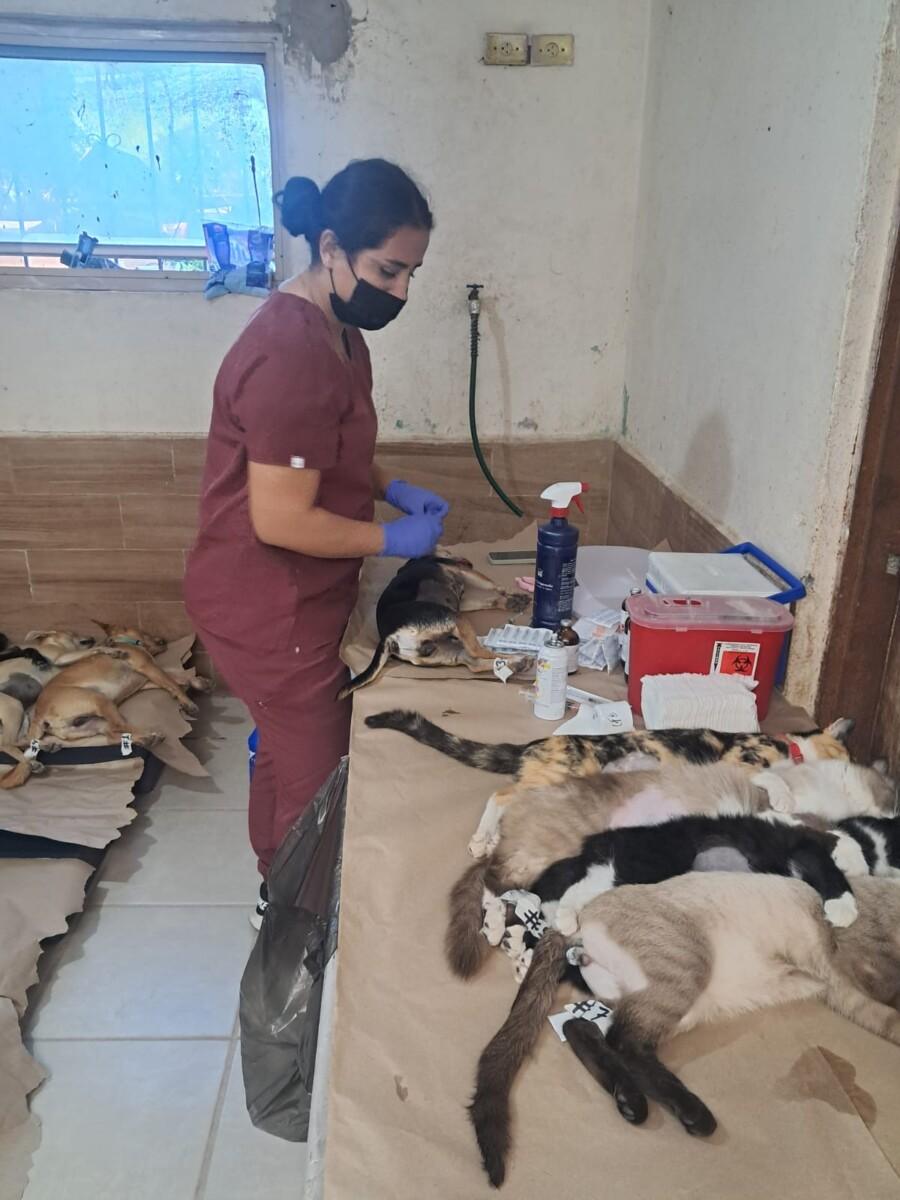 Más de 15 mil servicios de bienestar animal brinda el Gobierno de Sonora en 2025