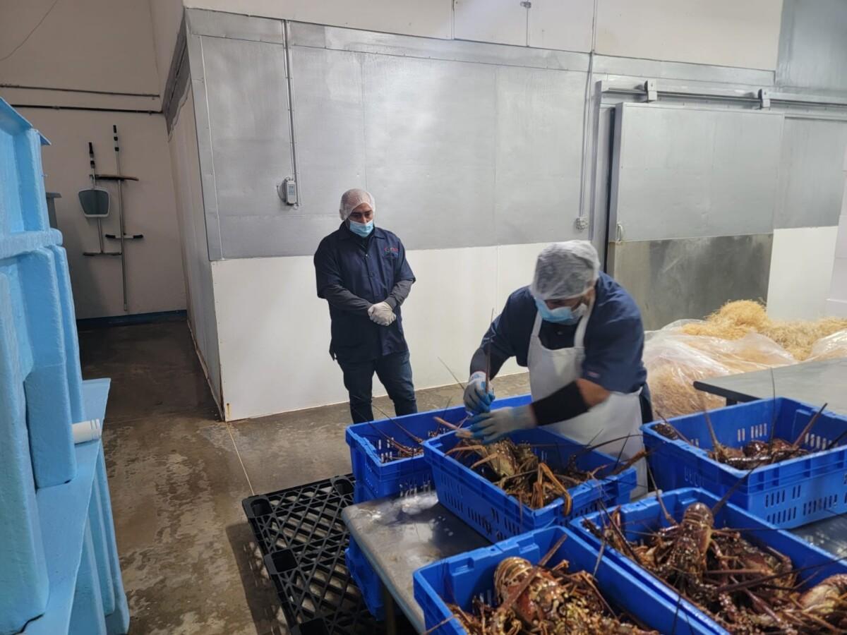 INTENSA ACTIVIDAD DE VIGILANCIA SANITARIA EN EL PROGRAMA DE MOLUSCOS BIVALVOS EN 2025