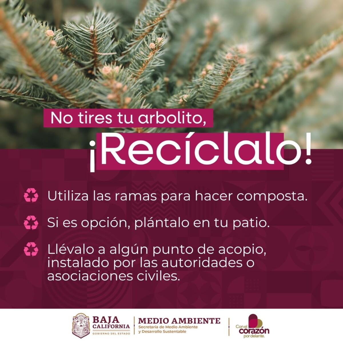 CAMPAÑAS DE RECICLAJE DE ÁRBOLES NAVIDEÑOS