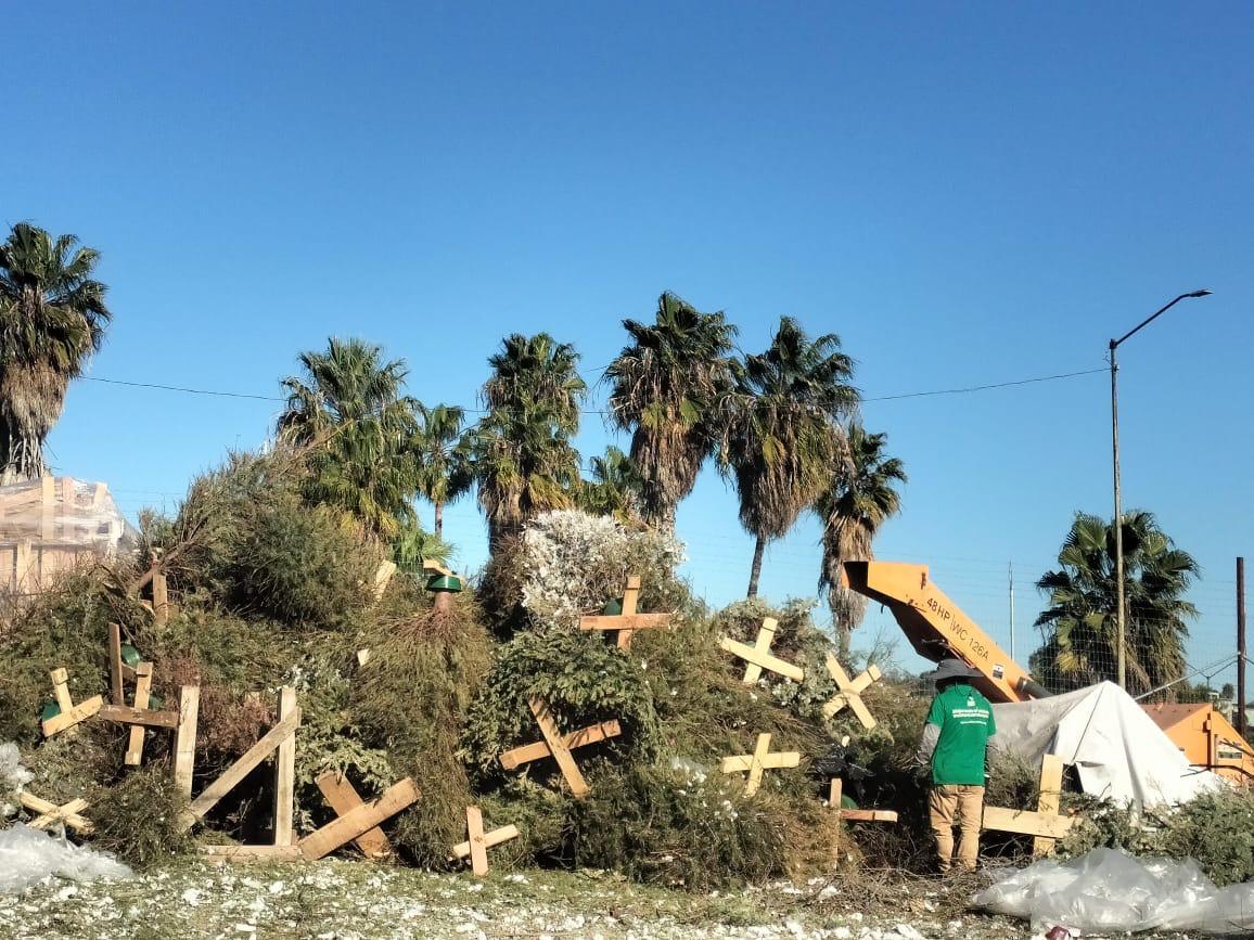 Recaba Gobierno Municipal de Tijuana más de 2 mil árboles como parte de la campaña de reciclaje
