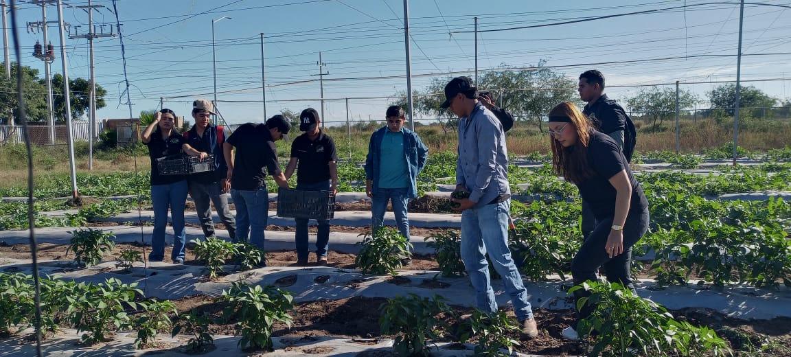 Futuros profesionistas de la Universidad Tecnologica de Etchojoa realizan una jornada de cosecha de chile jalapeño en los campos experimentales de la institución.