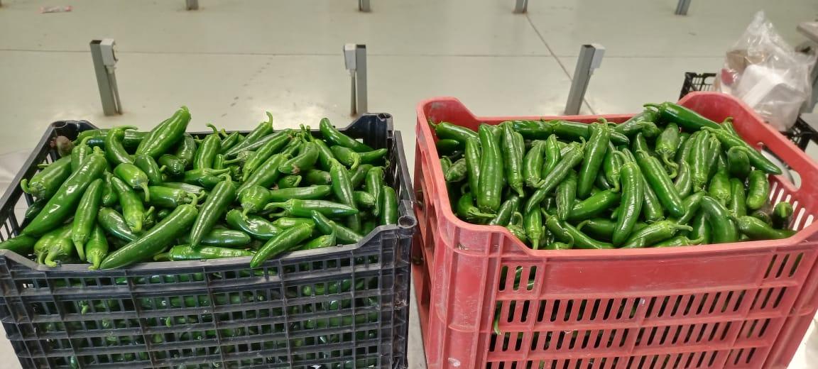 Impulsa UTEtchojoa perfiles profesionales altamente competitivos en el sector agrícola