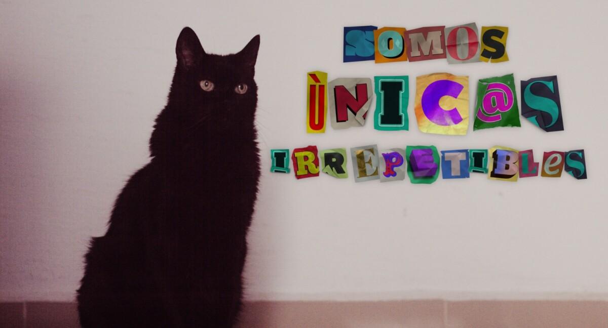 nvitan a función inaugural de muestra de cine infantil