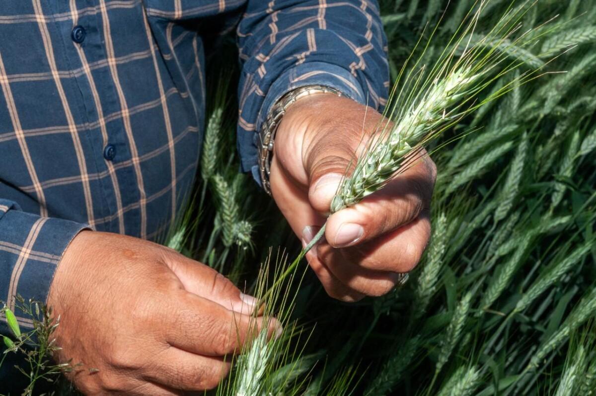 SADER Sonora informa que ya se han pagado 71.8 millones a productores de trigo en la región