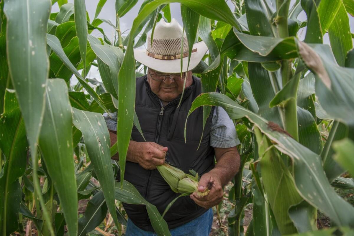 SADER Sonora redobla esfuerzos para avanzar con el pago del Programa de Precios de Garantía al trigo panificable