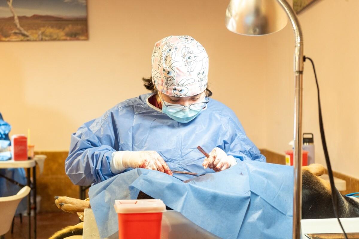 DESTACAN ACCIONES DE ESTERILIZACIÓN ANIMAL EN BAJA CALIFORNIA EN EL MARCO DEL DÍA MUNDIAL