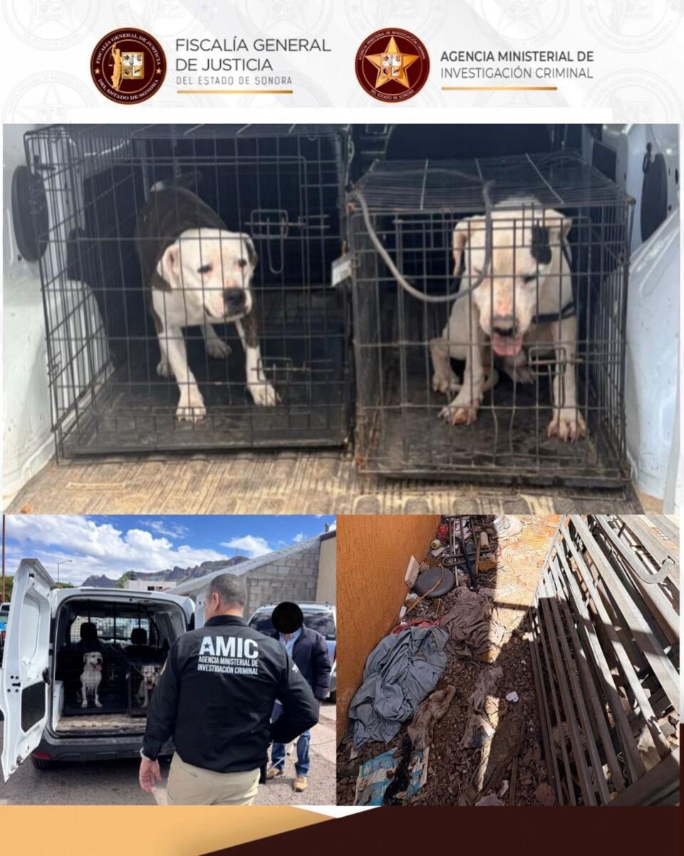 FGJES rescata a dos canes Pitbull tras cateo por maltrato animal en Guaymas