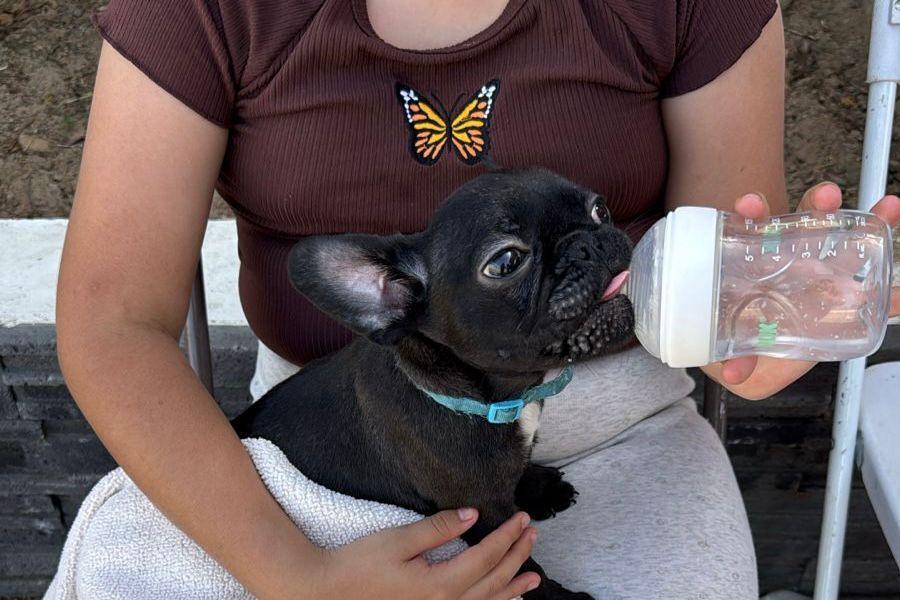 Gobierno Municipal de Playas de Rosarito refuerza programas de bienestar animal con jornada de vacunación