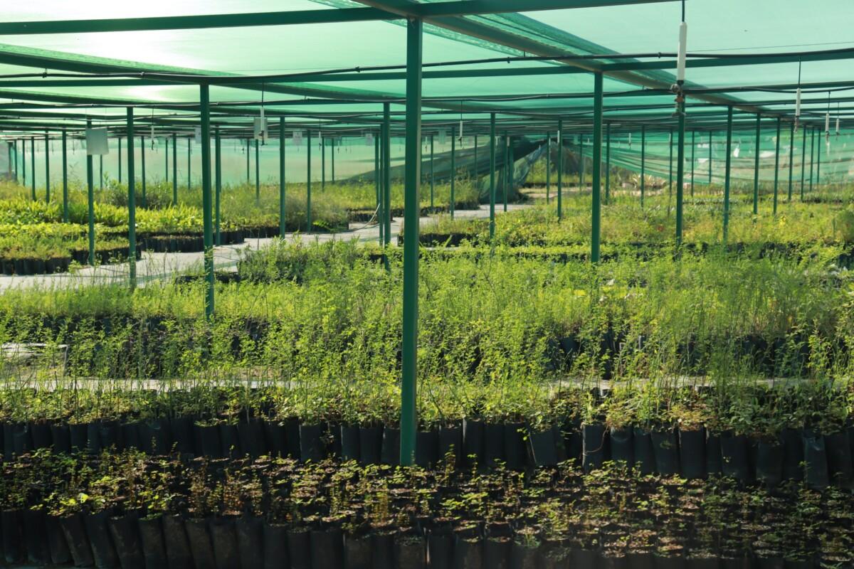 Gobierno de Sonora arranca Programa Estatal de Reforestación “Por un Sonora Sustentable”