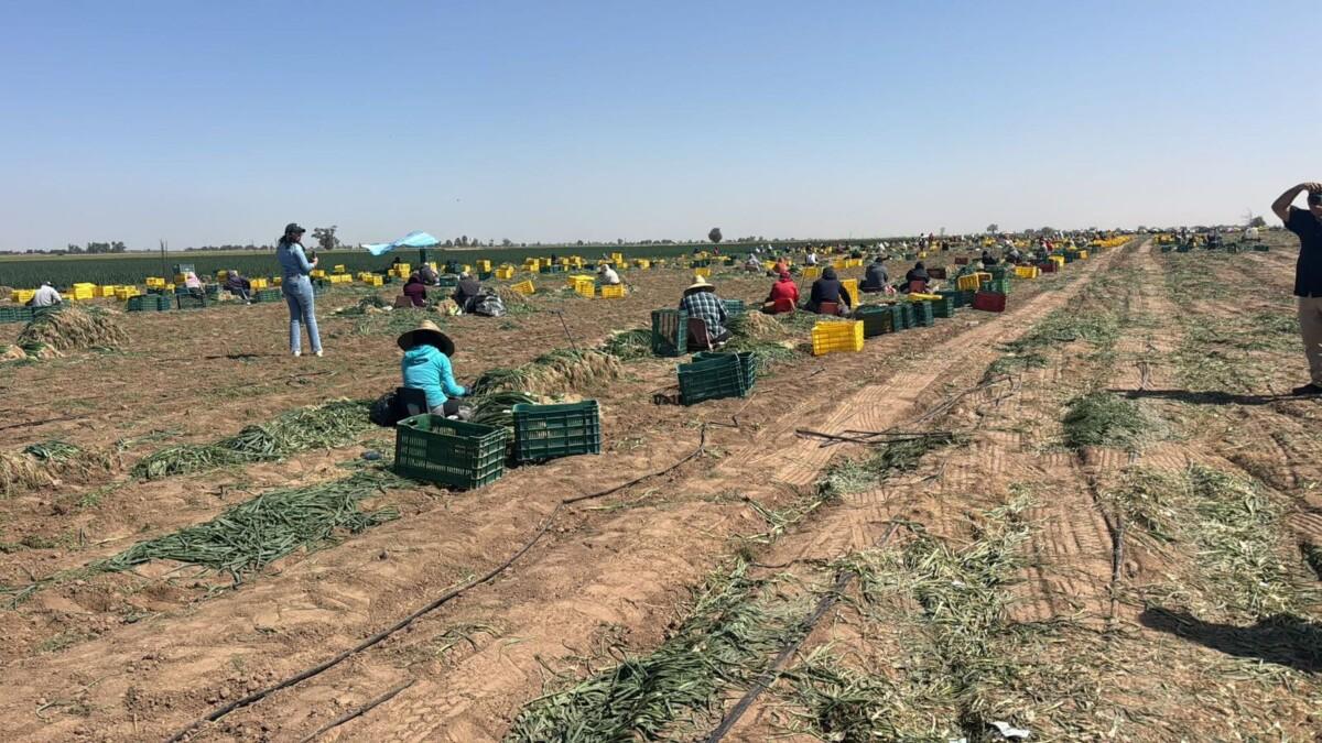 Gobierno de Sonora reafirma su compromiso con el campo y las familias productoras de San Luis Río Colorado