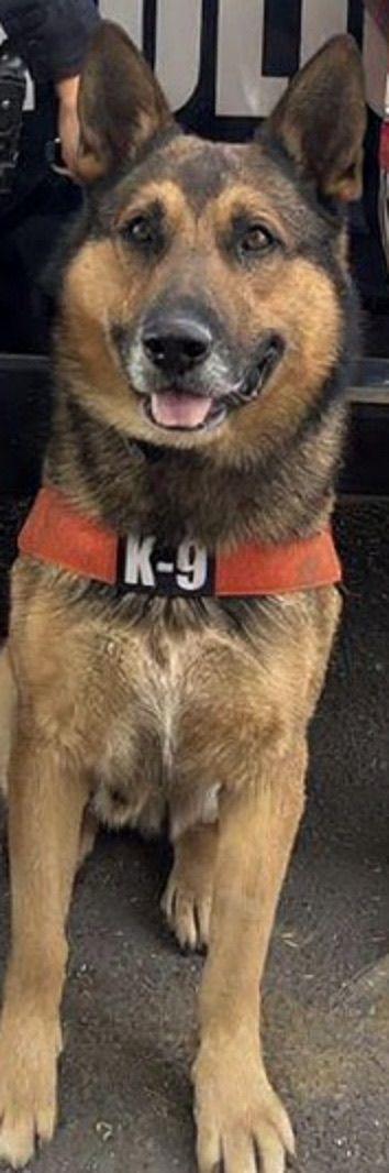 Acciones firmes de la Unidad K-9 de la PESP se traducen en seguridad para Sonora