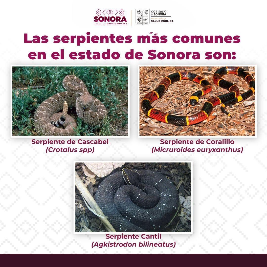 Llama Secretaría de Salud a prevenir afectaciones por mordedura de serpiente