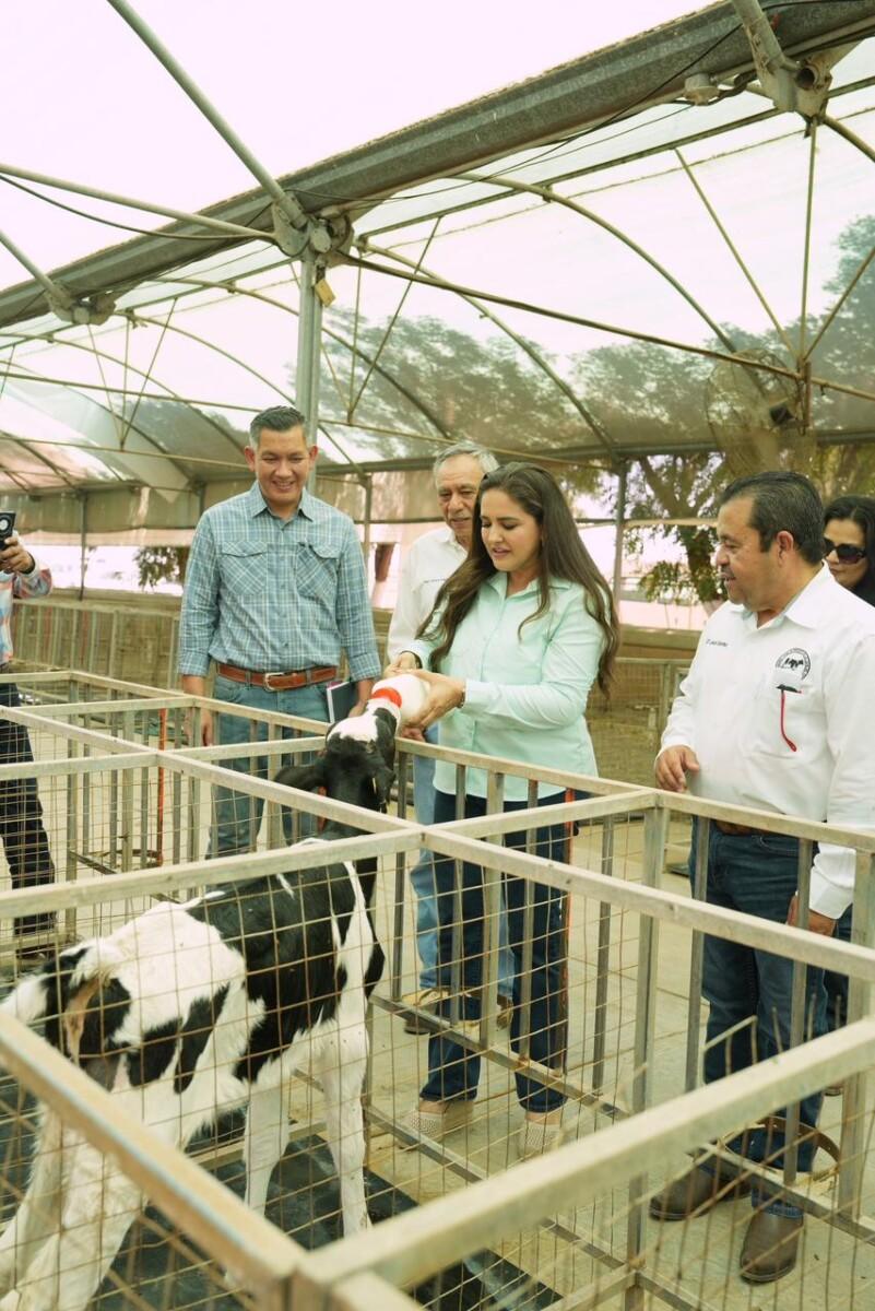 Gobierno de Sonora fortalece la productividad lechera con programa de mejoramiento genético